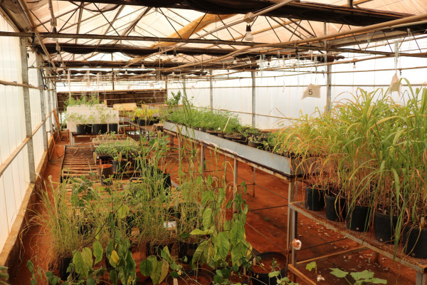 Casa de vegetação climatizada